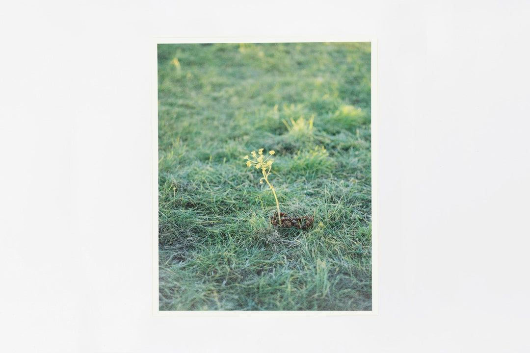 Somewhere in Poland IMAGE 1