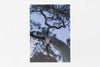 Sydney IMAGE 1