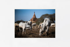 Bagan IMAGE 1