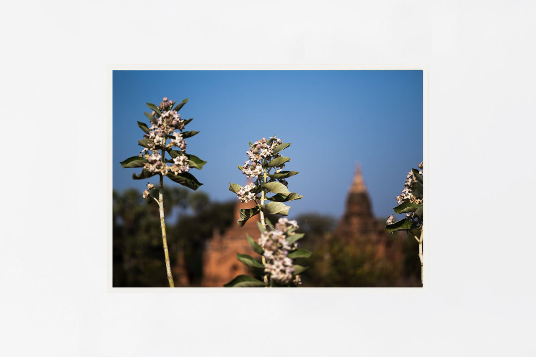 Bagan IMAGE 1