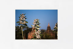 Bagan IMAGE 1